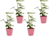 4x Kamerplant Monstera Deliciosa Tauerii – Gatenplant - ± 35cm hoog – 12 cm diameter  - in roze pot