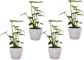 4x Kamerplant Monstera Deliciosa Tauerii – Gatenplant - ± 35cm hoog – 12 cm diameter  - in lila betonnen pot