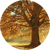 Behangcirkel Herfst Boom | ⌀ 100 cm | Zelfklevend | Wanddecoratie | Ronde Muursticker | Muurcirkel Binnen