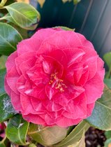 Camellia japonica - ROZE camelliastruik - 50- 60 cm in pot
