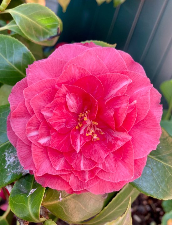 Camellia japonica - Camélia ROSE - 50-60 cm en pot