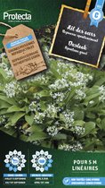 Daslook - Allium ursinum - - Protecta Traditionele Reproduceerbare Autenthentieke Zaden