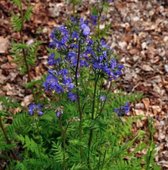 6 x Polemonium caeruleum - JAKOBSLADDER - pot 9 x 9 cm