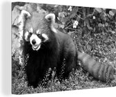 Canvas Schilderij Knipoogende rode panda - zwart wit - 120x80 cm - Wanddecoratie