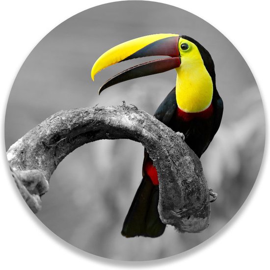 Cercle mural Toucan | 30cm | Décoration murale | Cercle de mur à l'intérieur | Forex | Peintures rondes