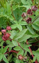 Wateraardbei (Potentilla palustris) - Vijverplant - 3 losse planten - Om zelf op te potten - Vijverplanten webshop