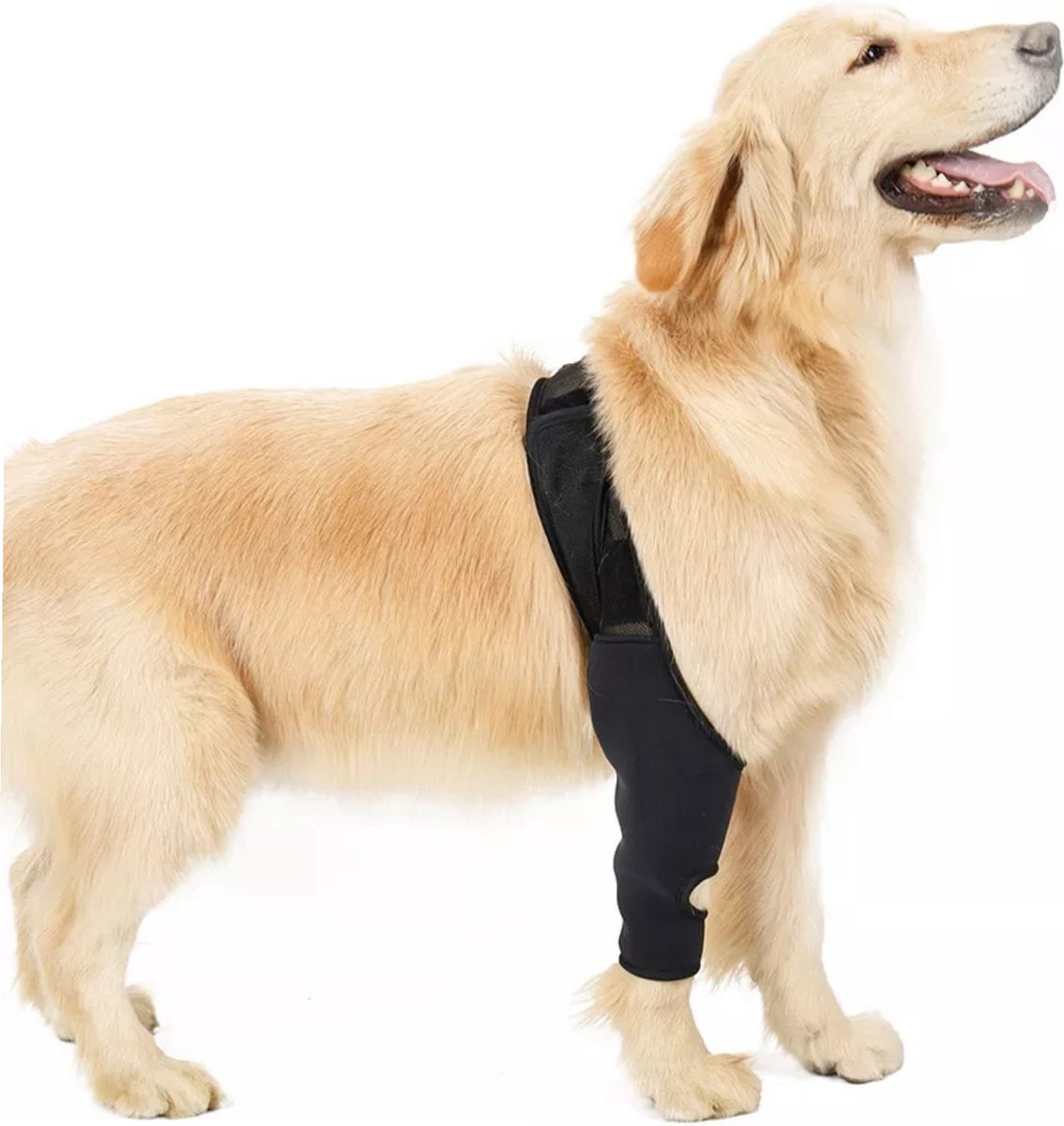 Hondbrace, Hond ondersteuning, dogs braces, hond bandage, honden brace, halsband, harnas, hond knee pad support, hond protector maat L.