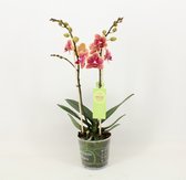 Orchideeën van Botanicly – 4 × Vlinder orchidee in sierpot 1 als set – Hoogte: 45 cm, 1 tak – Phalaenopsis multiflora Savion