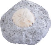 fossiel Ster 6 x 6 x 4 cm steen grijs/wit