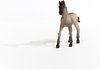 foto van schleich Horse Club - Criollo Definitivo veulen - 13949