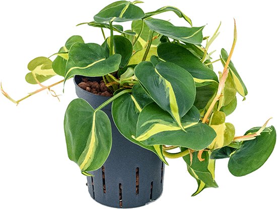 Philodendron Brasil kopen