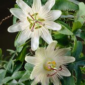 Passiflora Elliot – Passiebloem – Klimplant – Onderhoudsvriendelijk  - ⌀15 cm - 60-70 cm
