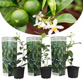 Plant in a Box - Citrus aurantifolia Limoen - Citroenboom - Set van 3 - Pot 9cm - Hoogte 25-40cm - Kuipplant