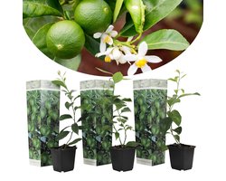Plant in a Box - Citrus aurantifolia Limoen - Citroenboom - Set van 3 - Pot 9cm - Hoogte 25-40cm - Kuipplant