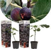 Plant in a Box - Ficus Carica - Set van 2 - Winterharde Vijgenboom - Pot 9cm - Hoogte 25-40cm