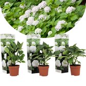 Plant in a Box - Set van 3 witte Hortensia's - Hydrangea macrophylla 'Wudu' - Pot ⌀9cm - Hoogte ↕ 20-30cm - Bloeiende tuinplant - Winterhard - Boerenhortensia