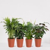 Kamerplanten set met 4 planten in sierpot Babe Terra – luchtzuiverende kamerplant – meerjarige plant – Areca - Calathea Blue Grass - Calathea Compactstar - Spathiphyllum – groenbli