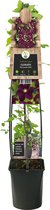 Grootbloemige Clematis Warszawska Nike 120 cm klimplant