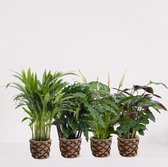 Set met 4 Kamerplanten in siermand Guusje – luchtzuiverende kamerplant - meerjarige plant - Areca - Calathea Blue Grass - Calathea Compactstar - Spathiphyllum - ↕35-55cm - Ø13 - ve