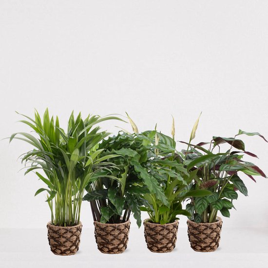 Set met 4 Kamerplanten in siermand Guusje – luchtzuiverende kamerplant - meerjarige plant - Areca - Calathea Blue Grass - Calathea Compactstar - Spathiphyllum - ↕35-55cm - Ø13 - vers uit de kwekerij