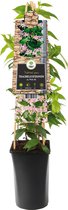 Toscaanse Jasmijn Trachelospermum Asiaticum Pink Air 75 cm klimplant