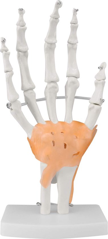 Anatomisch model van de Hand met ligamenten, ware grootte - anatomie handskelet