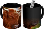 Magische Mok - Foto op Warmte Mok - Schotse Hooglanders - Portret - Herfst - 350 ML - Uitdeelcadeautjes