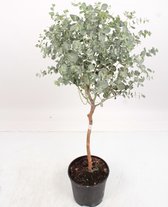 Kamerplanten van Botanicly – 2 × Eucalyptus – Hoogte: 60 cm