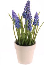 Blauwe druif (muscari) L13 x 13 small in crème pot, 25cm