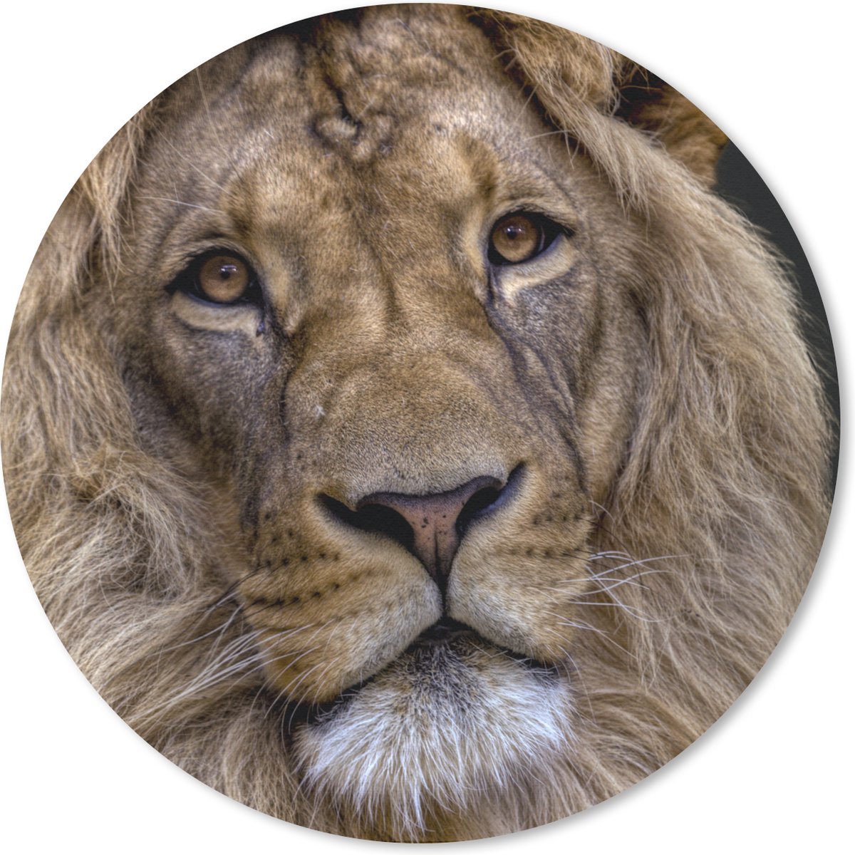 Muismat rond 20x20 cm - Mousepad Leeuw - Portret - Donker - Ronde muismatten