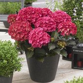 Garden Select - Set van 3 Hortensia's Rood - Winterhard - Pot ⌀10.5cm - Hoogte ↕ 20-30cm
