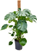 Plantenwinkel Gatenplant Monstera Deliciosa L 130 cm kamerplant