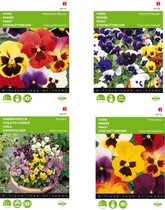 Cactula viool bloemenzaden set van 4 soorten | Hoornviooltje Bambini gemengd | Viool Trimardeau gemengd | Viool Zwitserse Reuzen gemengd | Viool Aalsmeerse Reuzen gemengd