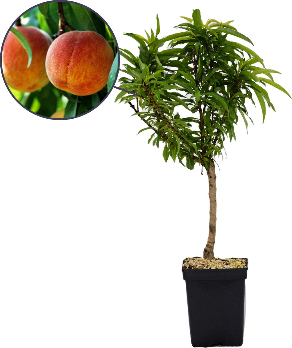 Prunus persica 'Bonanza', dwergperzik, 3L pot