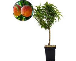 Prunus persica ‘Bonanza’, Dwergperzik, Hoogte 70cm, 5 liter pot