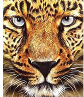 Diamond Painting - Luipaard Face - 50x70 cm - Moederdag - Kerst