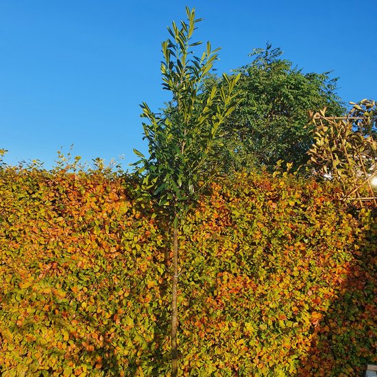 Laurierboom - Prunus laurocerasus Caucasica | Omtrek: 14-18 cm | Hoogte: 350 cm