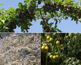 Fruitbomen - Zoet - 3 stuks | Omtrek: 6-10 cm | Halfstam