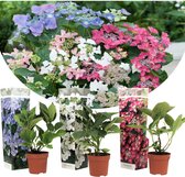 Plant in a Box - Mix van 3 Hortensia Teller - Tuinhortensia - Pot 9cm - Hoogte 25-40cm