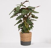 Calathea Compactstar in siermand Amber Naturel – luchtzuiverende kamerplant – pauwenplant – living plant - ↕55-70cm - Ø18 – geleverd met plantenpot – vers uit de kwekerij