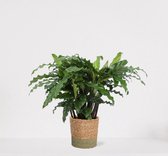 Calathea Blue Grass in siermand Amber Groen – luchtzuiverende kamerplant – pauwenplant – living plant - ↕35-45cm - Ø13 – geleverd met plantenpot – vers uit de kwekerij