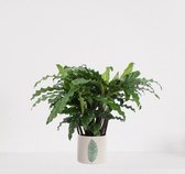 Calathea Blue Grass in sierpot Manon Groen – luchtzuiverende kamerplant – pauwenplant – living plant - ↕35-45cm - Ø13 – geleverd met plantenpot – vers uit de kwekerij