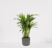 Areca in luxe sierpot Liam Grijs – luchtzuiverende kamerplant – eenvoudig te onderhouden Goudpalm - ↕35-50cm - Ø13 – geleverd met plantenpot – vers uit de kwekerij