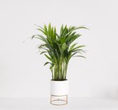 Areca in luxe sierpot Emma Wit – luchtzuiverende kamerplant – eenvoudig te onderhouden Goudpalm - ↕35-50cm - Ø13 – geleverd met plantenpot – vers uit de kwekerij