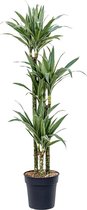 Kamerplant van Botanicly – Drakenboom – Hoogte: 115 cm – Dracaena derem. Warneckei