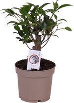 Bonsai van Botanicly – Treurvijg – Hoogte: 15 cm – Ficus Retusa Bonsai