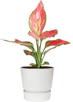 Aglaonema Cherry Baby in Elho Greenville wit | Chinese Evergreen