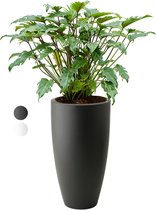 Philodendron Xanadu Bush in Pure Soft antraciet | Philodendron