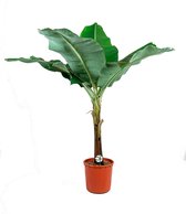 Musa Tropicana | Bananenplant
