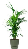 Kentia Howea in Greenville groen | Palm